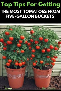 two potted tomatoes with the title top tips for getting the most tomatoes from five - gallon buckets