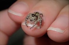 a small spider sitting on top of someone's finger