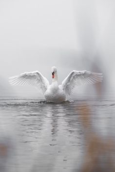 a white swan flaps its wings while floating in the water on a foggy day