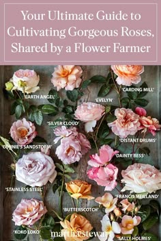 the ultimate guide to cultivating gorgeous roses, shared by a flower farmer