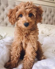 a small brown dog sitting on top of a bed