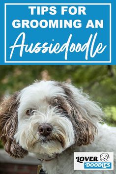 a white and brown dog with the title tips for grooming an aussiepooe