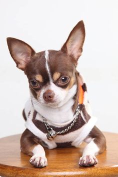 a small brown and white dog sitting on top of a wooden table wearing a sweater