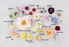 flowers are arranged in the shape of a circle with words written on them and surrounded by their names