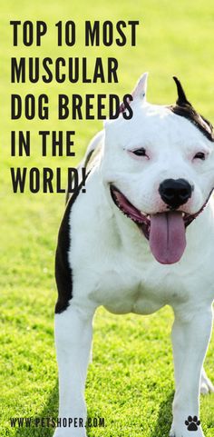 a white and black dog standing on top of a green grass covered field with the words top 10 most muscular dog breeds in the world