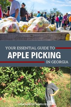 an apple picking guide with the title, your essential guide to apple picking in georgia