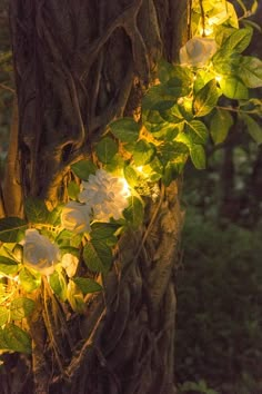 white flowers are growing on the bark of a tree with green leaves and lights around it