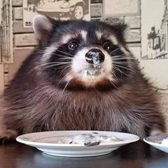 a raccoon is sitting in front of a plate with food on it and looking at the camera