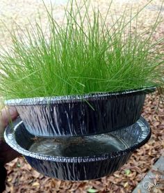 two black pots with grass growing out of them