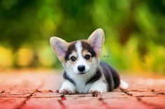 a small dog laying on top of a red brick floor next to green trees in the background