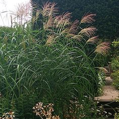 a garden with lots of plants and flowers in the grass next to a wooden walkway