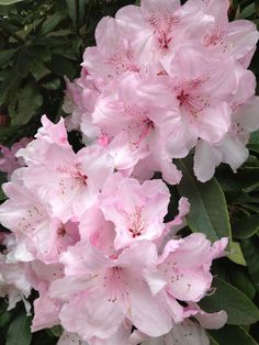 pink flowers are blooming on the bush in front of some leaves and branches,