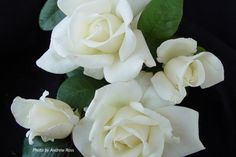 three white roses with green leaves on a black background