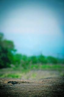 a blurry photo of trees and dirt in the foreground, with blue sky in the background