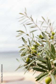 olives growing on an olive tree in front of the ocean