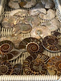 several different types of seashells in a wicker basket