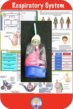 Human Body Activities For Middle School, Middle School Anatomy Activities, Body Systems Project Middle School, Middle School Lab Experiments, Human Body Systems Projects Middle School, Human Body Unit Study Middle School, Teaching Body Systems, Anatomy Activities