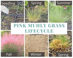 pink mully grass lifecycle with pictures of different plants and flowers in the background