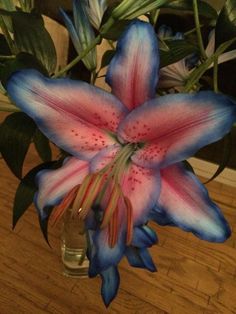 a blue and pink flower in a glass vase