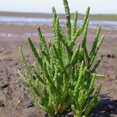 small green plant growing out of the sand