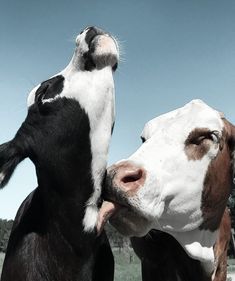 two cows standing next to each other with their mouths open and one cow sticking its tongue out