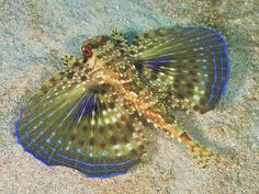 a blue and brown fish laying on top of the sand with its mouth wide open