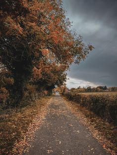 an empty dirt road surrounded by trees with leaves on the ground and dark clouds overhead