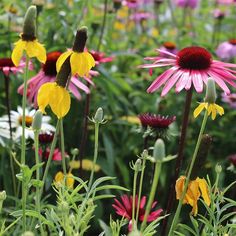 many different types of flowers in a field