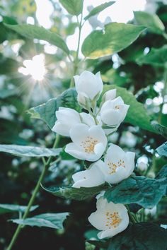 white flowers with green leaves in the sunlight