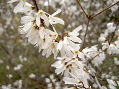 some white flowers are blooming on a tree