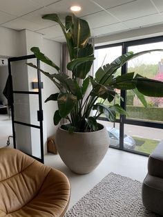 a large potted plant sitting on top of a white floor next to a window