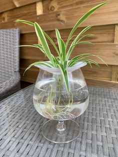 a plant in a glass vase sitting on a table