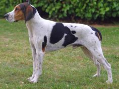 a black and white dog standing on top of a grass covered field next to a bush