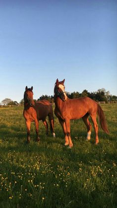 two brown horses standing next to each other on a lush green field with yellow flowers