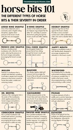 horse bits 101 the different types of horse bits and their serity in order info sheet