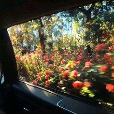 flowers are seen through the windshield of a car as it travels down a wooded road