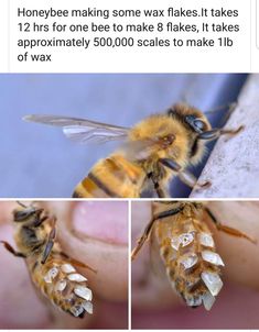 two pictures of bees with caption that reads, honeybee making some wax flakes it takes 12 hrs for one bee to make 8 flakes