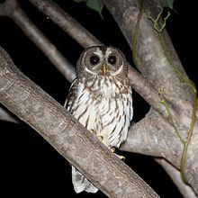 an owl sitting on top of a tree branch in the dark night time with its eyes wide open