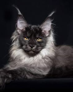 a black and white photo of a cat with long hair on it's head