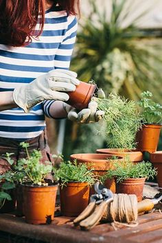 a woman in striped shirt and white gloves holding potted plants on wooden table with other pots