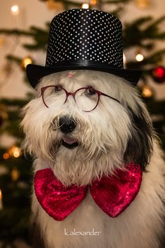 a dog wearing glasses and a top hat in front of a christmas tree with lights