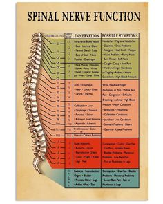 Spinal Nerve, Reflexology Chart, Back Pain Remedies, Spine Health, Trend Clothes, Human Skeleton, Health And Fitness Articles, Medical Knowledge, Vertical Poster