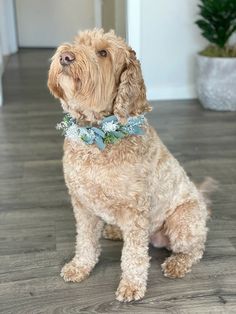 a brown dog sitting on top of a wooden floor next to a potted plant