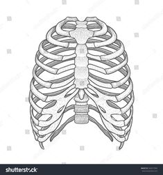 the human skeleton is shown in black and white, with no visible ribcage