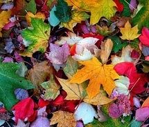 many different colored leaves on the ground