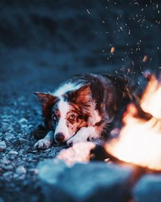 a dog laying on the ground next to a campfire with sparks coming from it