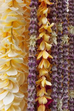 several different types of flowers hanging from the side of a building with purple and yellow petals