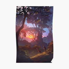 giraffes in the jungle at sunset poster