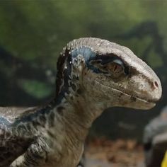 a close up of a small toy dinosaur