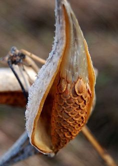 a close up view of a flower bud on a tree branch in the fall or winter